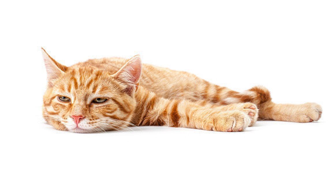 猫の平熱を知っていますか 正しい計り方 高い時 低い時の対処法 ねこのきもちweb Magazine 猫の平熱を知っていますか 正しい計り方 高い時 低い時の対処法 ねこのきもちweb Magazine