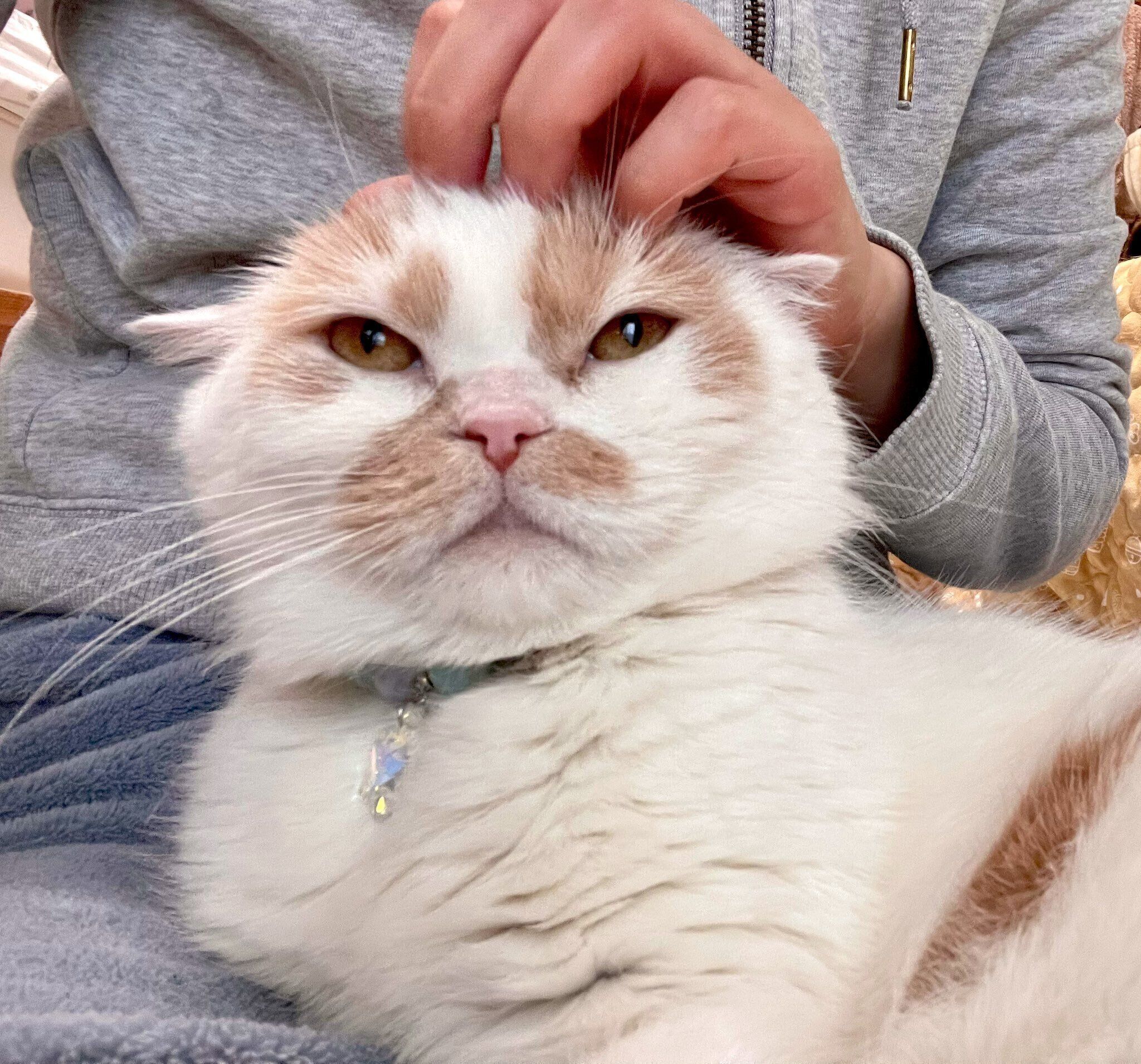 くつろぐホイちゃん