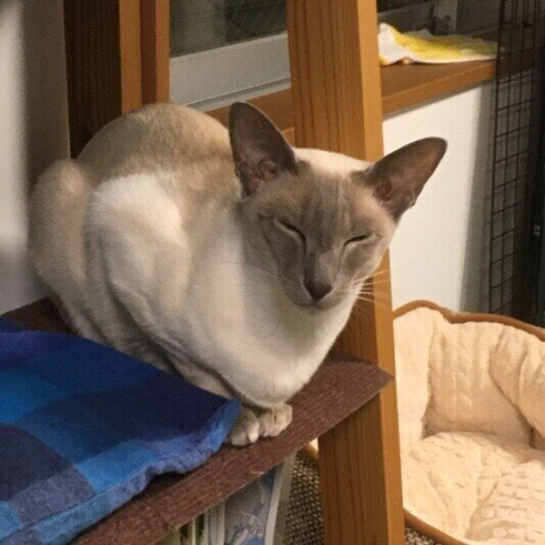 猫が一瞬目を閉じるのはどんな意味 4つの 目のしぐさ に込められた猫の気持ち ねこのきもちweb Magazine 猫が一瞬目を閉じるのはどんな意味 4つの 目のしぐさ に込められた猫の気持ち ねこのきもちweb Magazine