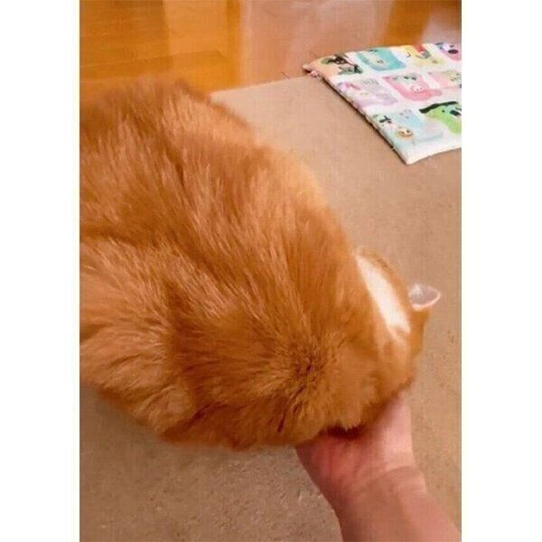 なでてもらうもんちゃん