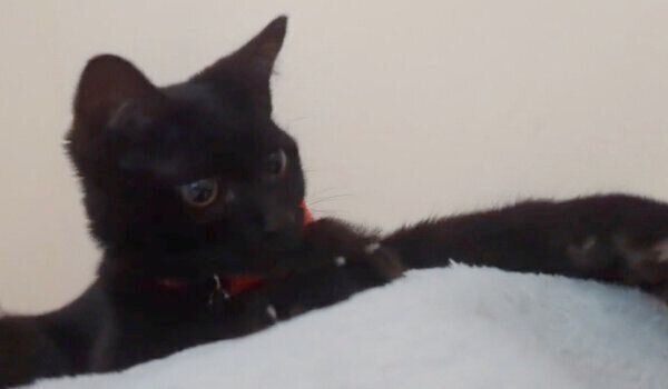 前足を伸ばすシディーちゃん