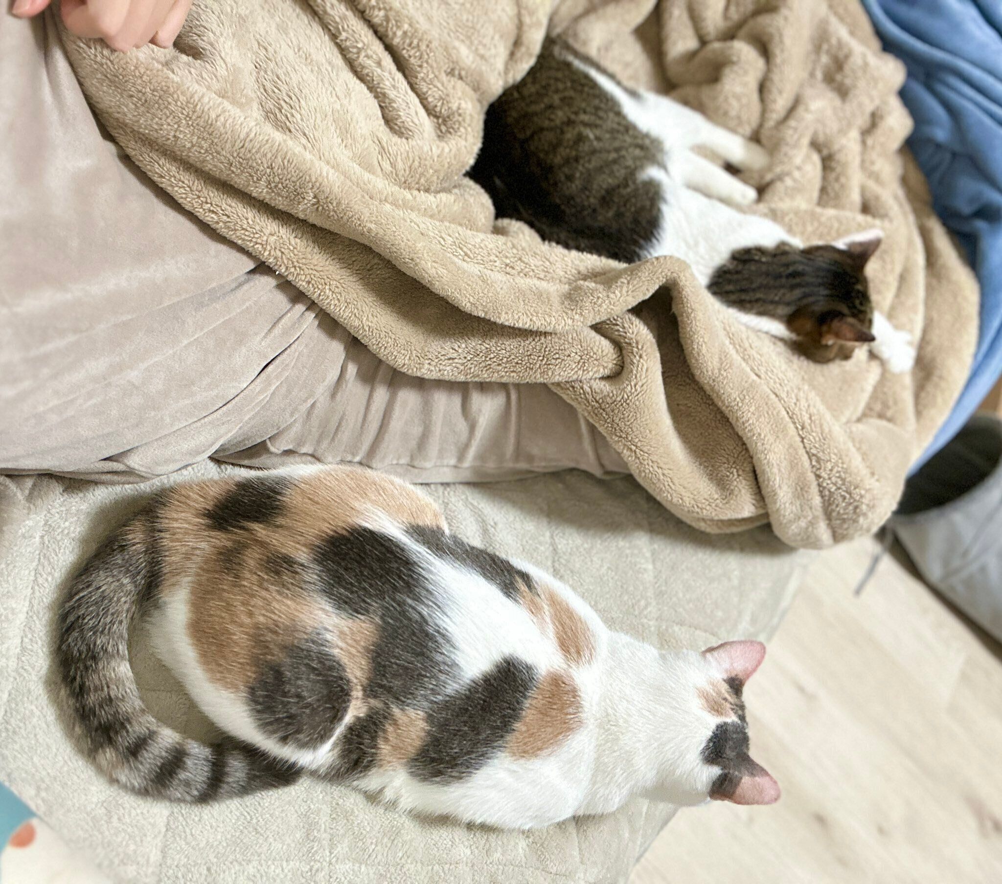 「最高に幸せなもふもふタイム」