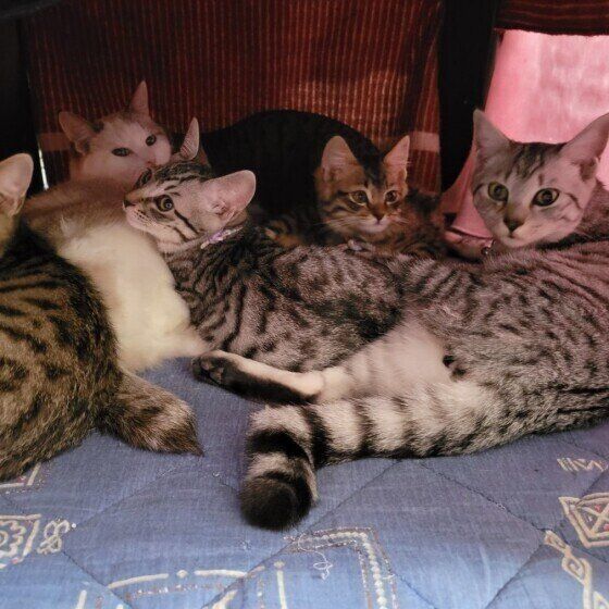 こたつの中の猫たち