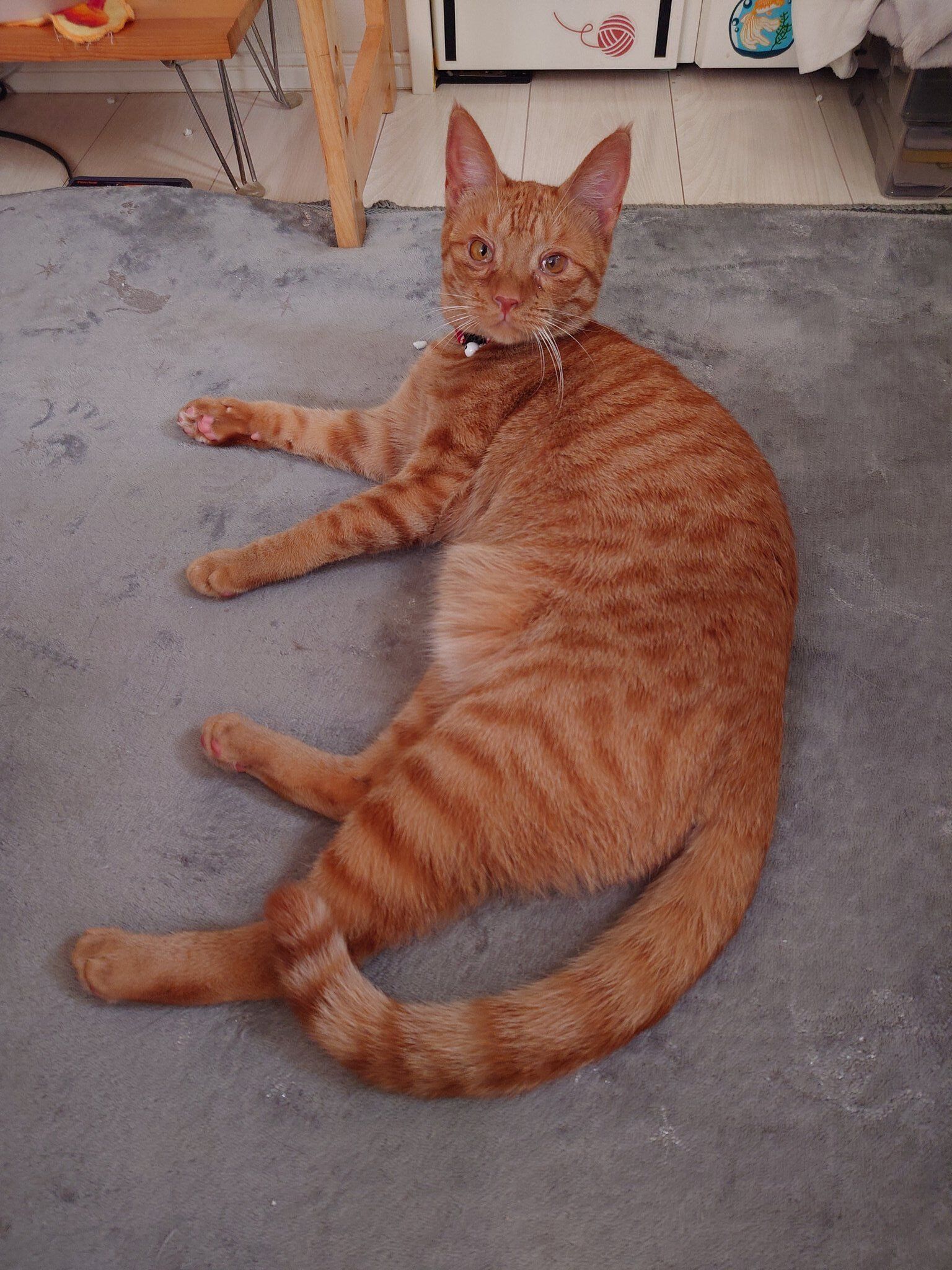 くつろいでいる猫