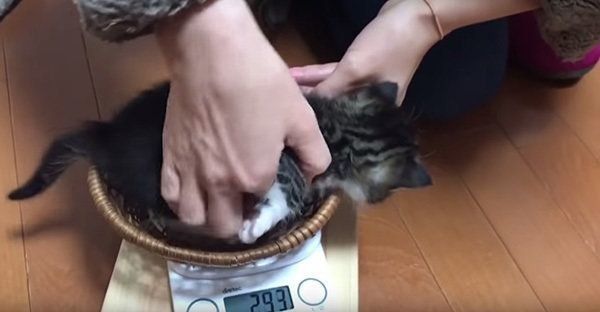 体重測定をする子猫