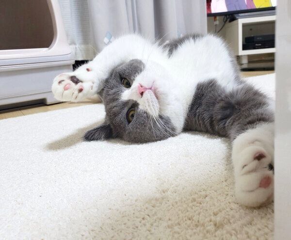 寝転がるてんくん