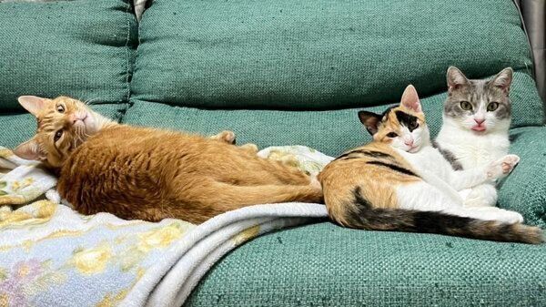 仲良しな猫たち