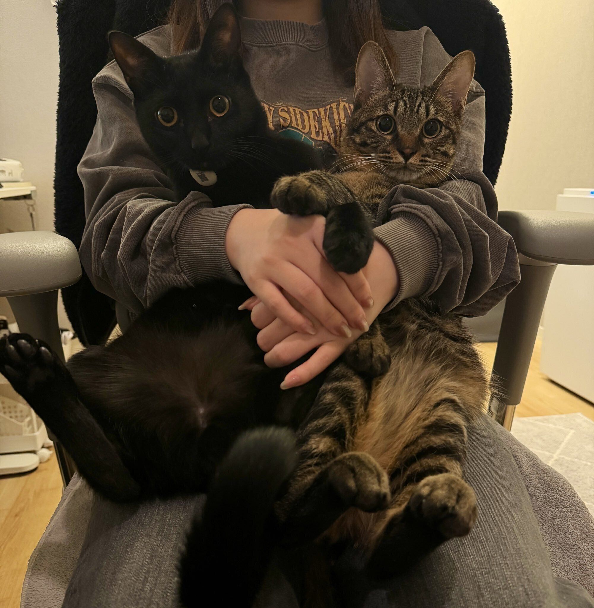 成長後の2匹の様子　すっかり大きくなった