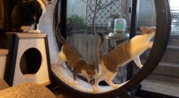 キャットホイールで遊ぶ猫
