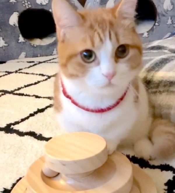 見つめる茶太くん