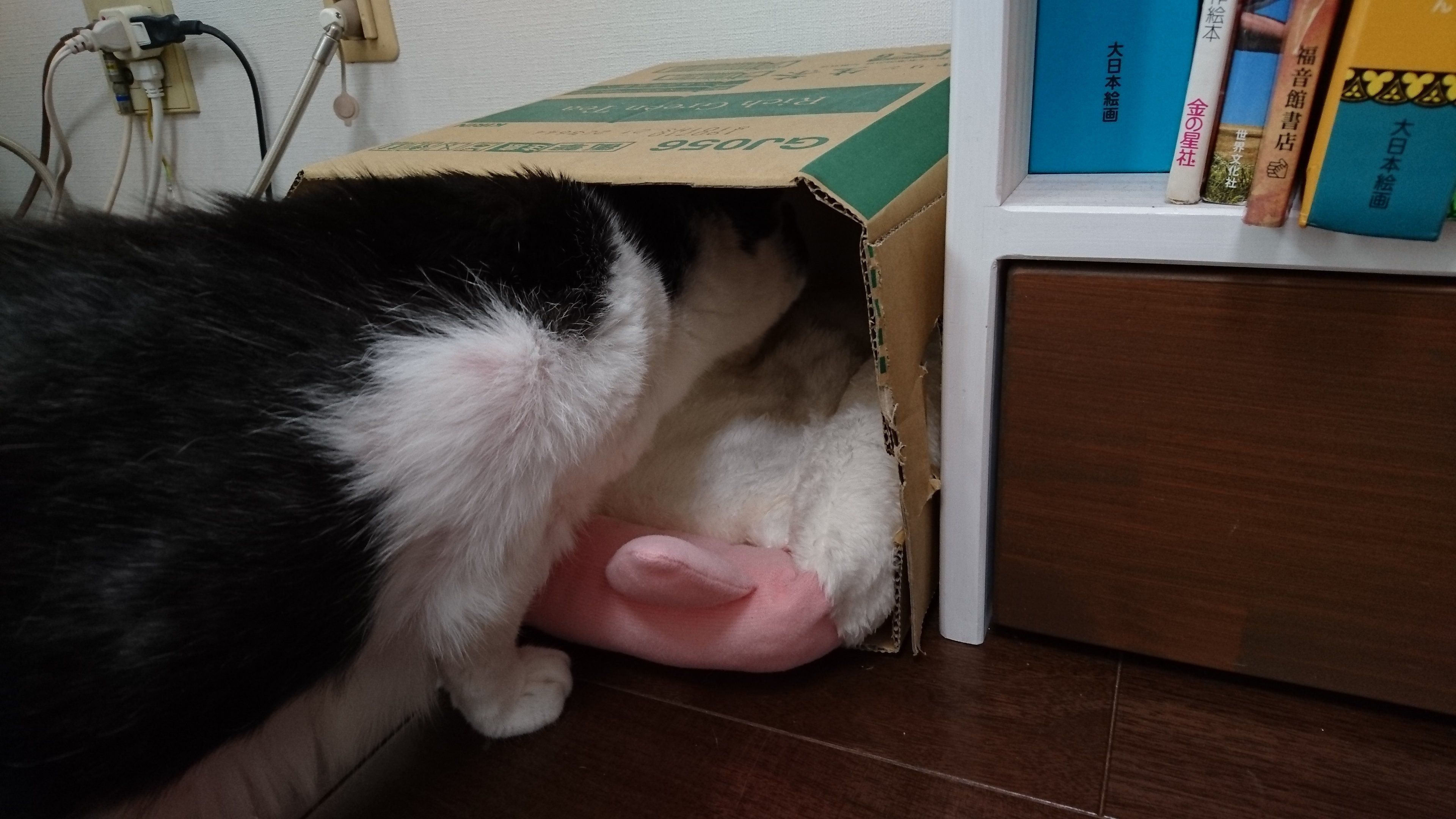 段ボールの内の様子をうかがう猫