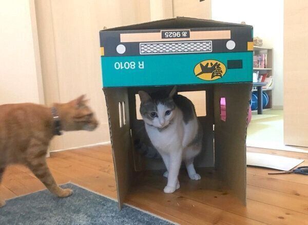 完成途中のダンボールトラックに乗るつみれちゃん