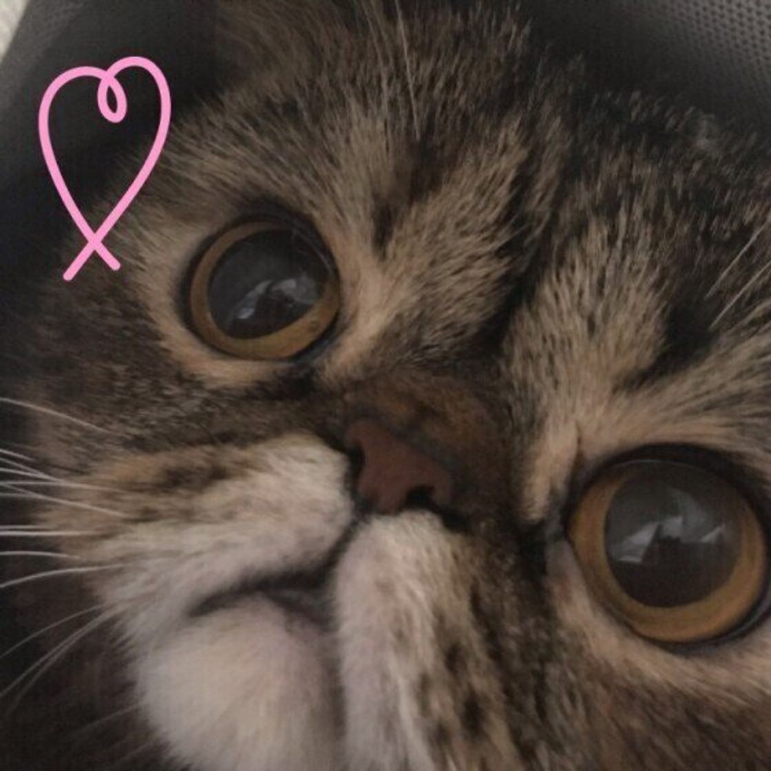 鼻ぺちゃ顔がたまらない エキゾチックショートヘアの魅力 ねこのきもちweb Magazine 鼻ぺちゃ顔がたまらない エキゾチックショートヘアの魅力 ねこのきもちweb Magazine