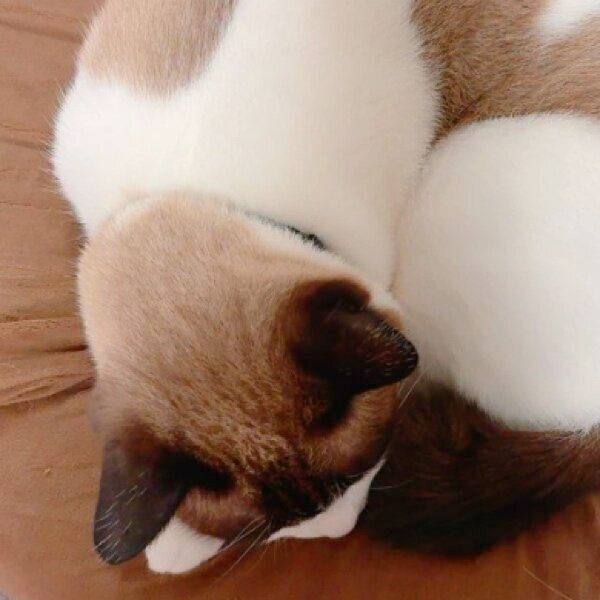 見た人に幸せが訪れるかも!? 冬限定で猫の背中に出来上がる「カフェ