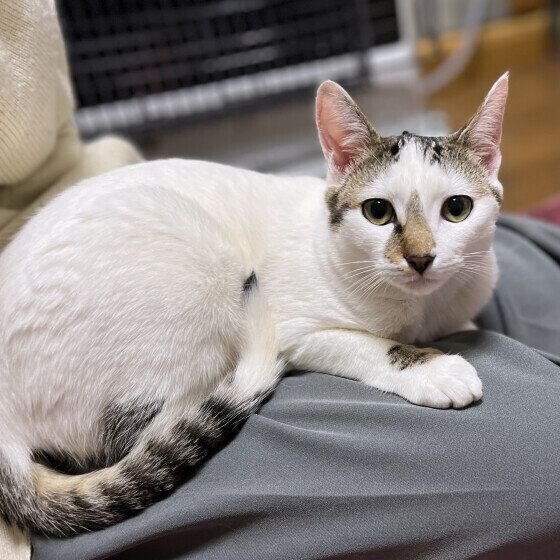 Mix（キジトラ）のまめちゃん♪