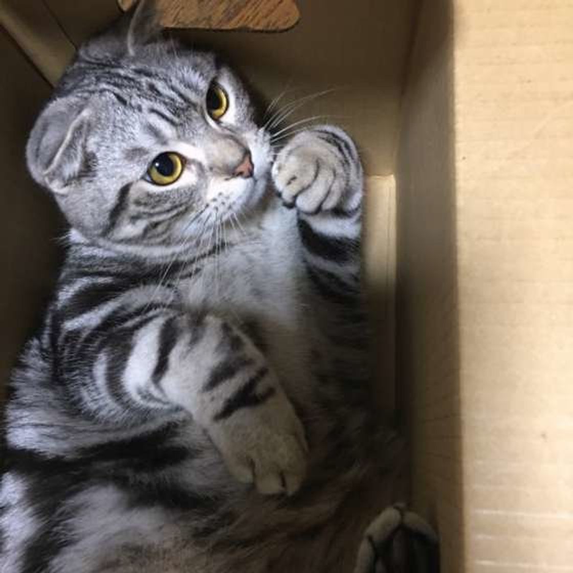 猫の解説 どこが違う マンチカンとスコティッシュフォールド ねこのきもちweb Magazine 猫の解説 どこが違う マンチカンとスコティッシュフォールド ねこのきもちweb Magazine