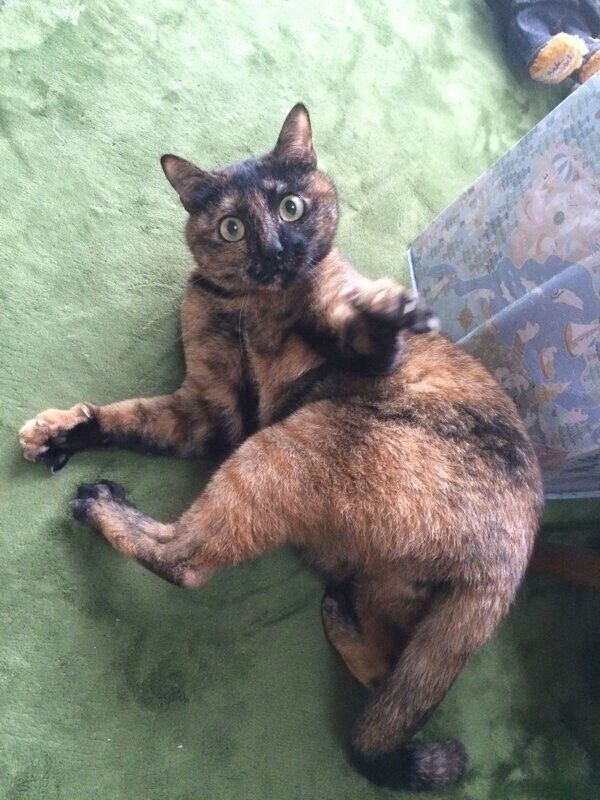 見つめるしゃけちゃん