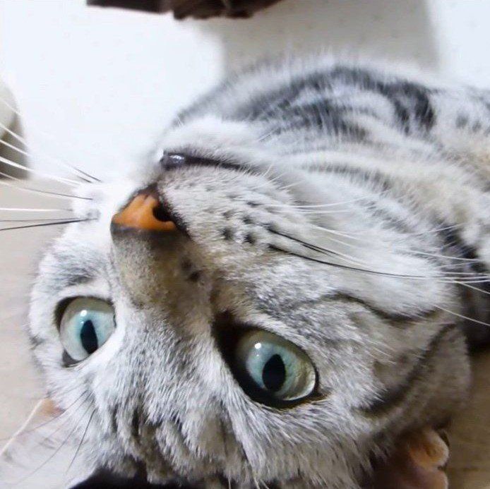 見つめるアメリカンショートヘア