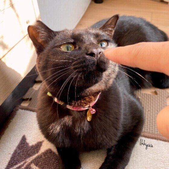 くんくんニオイを嗅ぐ黒猫