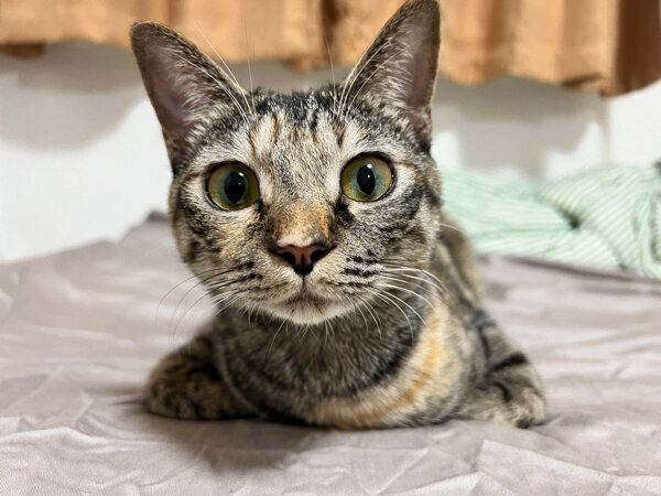 見つめるモカちゃん