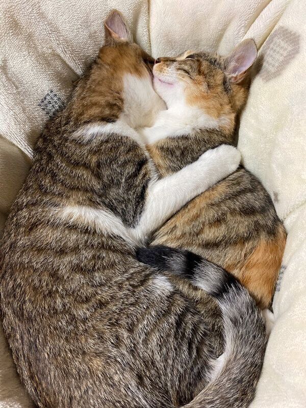 くっつくシズちゃん、テトくん