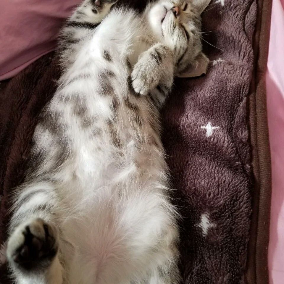 仰向けに寝転ぶマンチカンの子猫