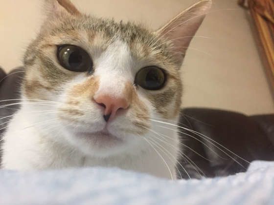 避妊手術しました