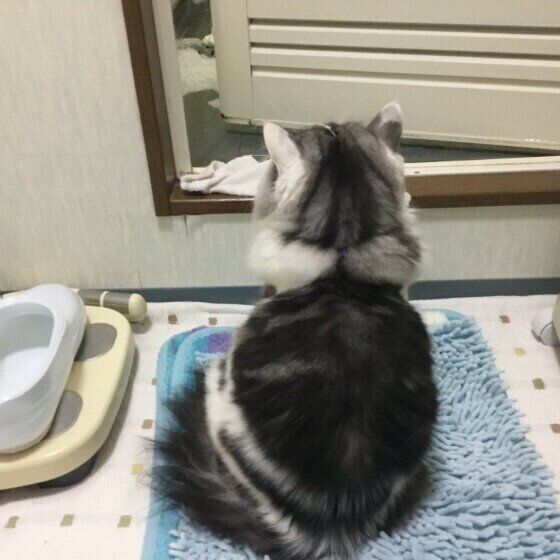 お風呂で出待ちするマンチカン