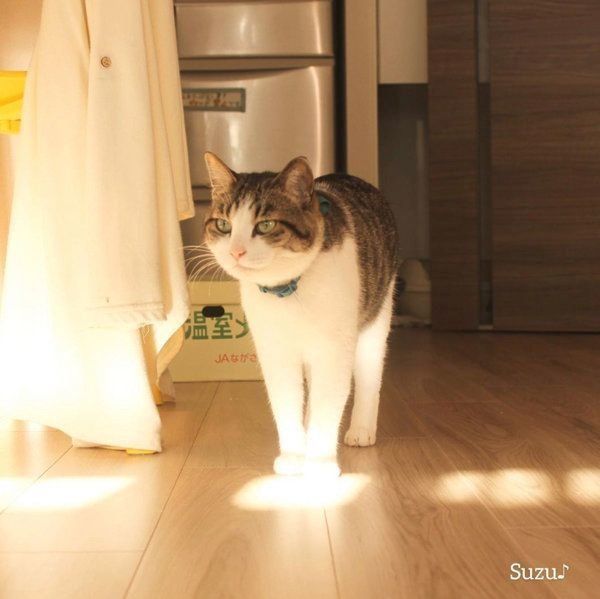 光を浴びるすずくん