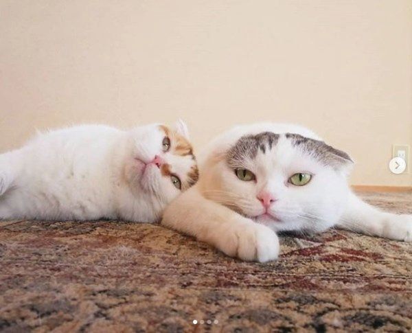 スコティッシュフォールドのいとさんとライくん