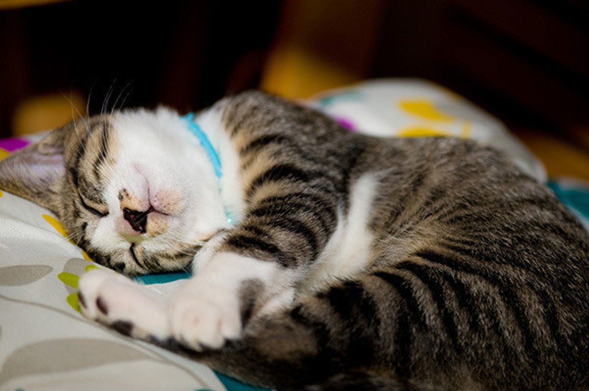 愛猫を亡くしてペットロスに 絶望から救い出してくれたのは やっぱり猫だった ねこのきもちweb Magazine 愛猫を亡くしてペットロスに 絶望から救い出してくれたのは やっぱり猫だった ねこのきもちweb Magazine