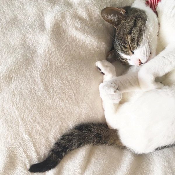 猫のうさこちゃん