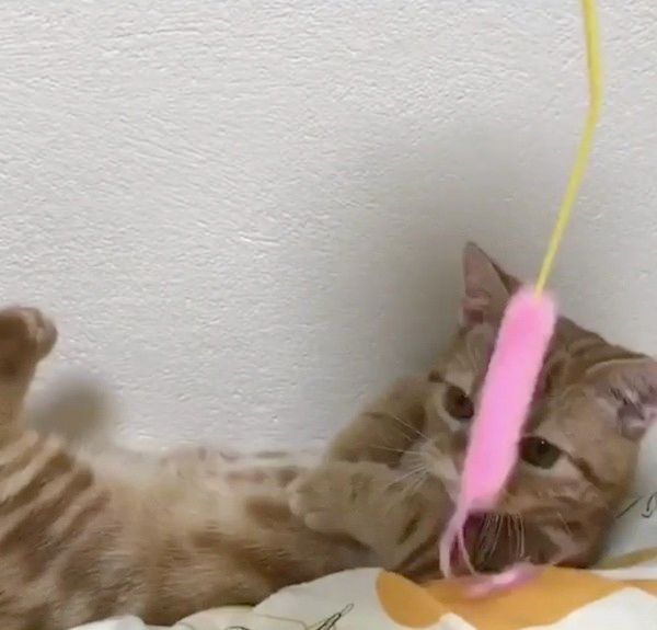 物音が気になる猫