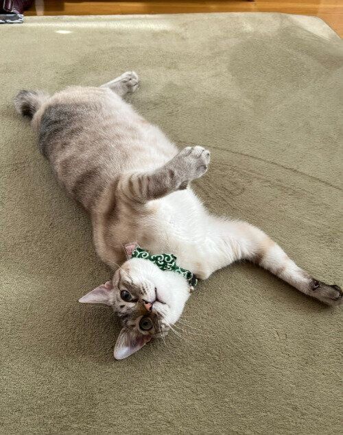 ひっくり返ってくつろぐ猫