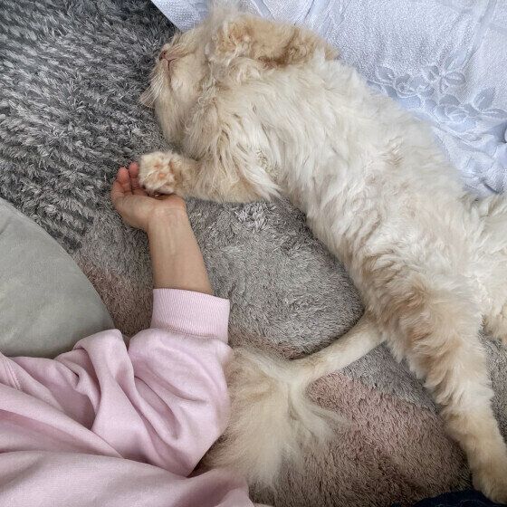 添い寝してくれるラガマフィン