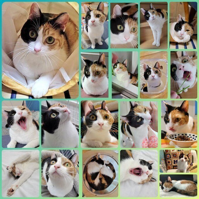 表情豊かな神楽ちゃん