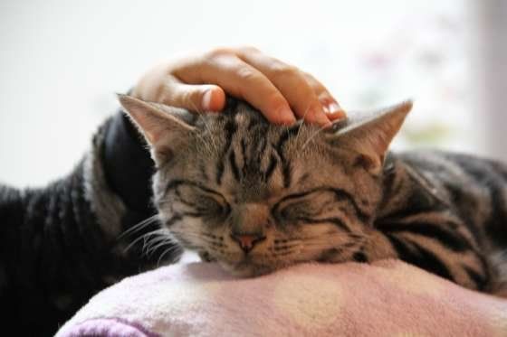 頭をなでられているアメリカンショートヘア