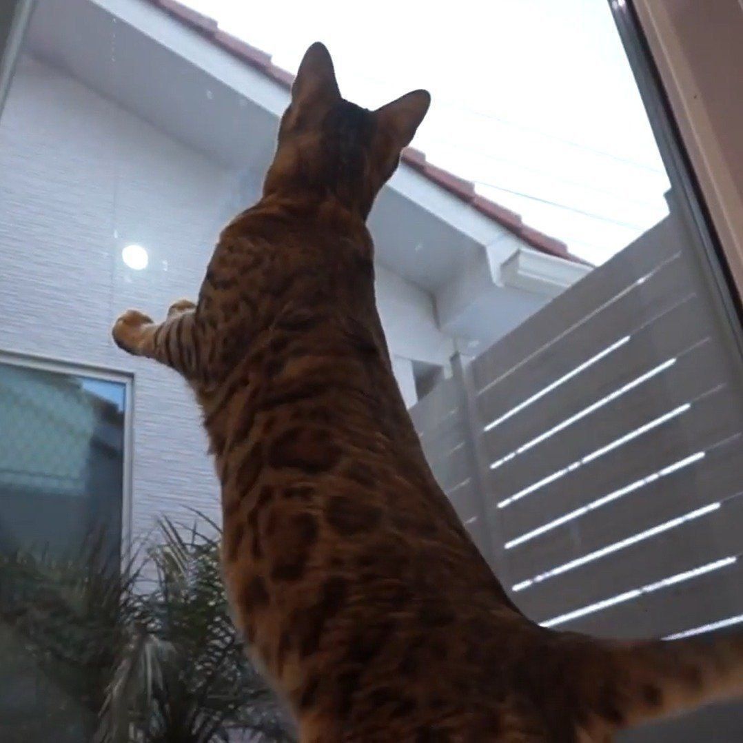 雪に夢中になるベンガル