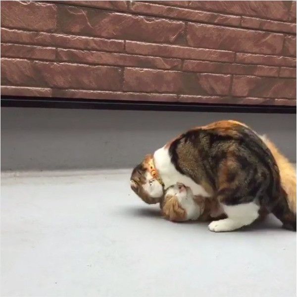 ニャンコの逆襲