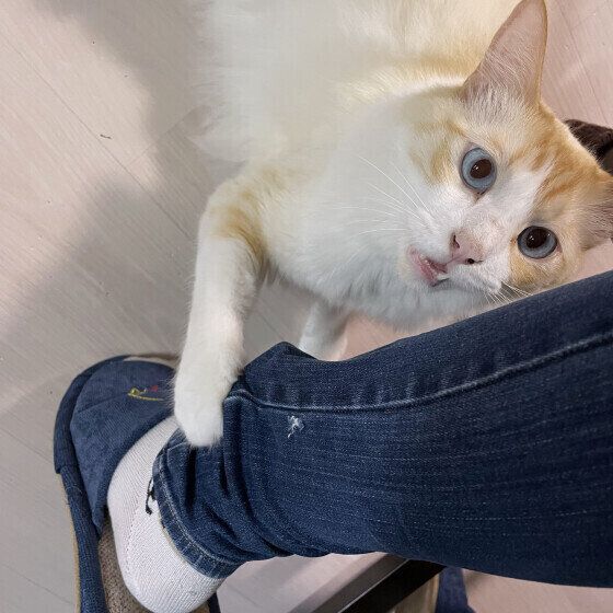 おねだりする猫