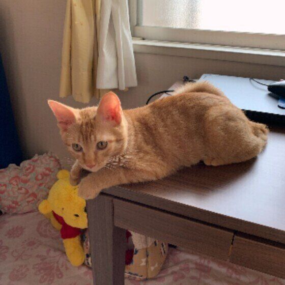 机の上に乗る茶トラ