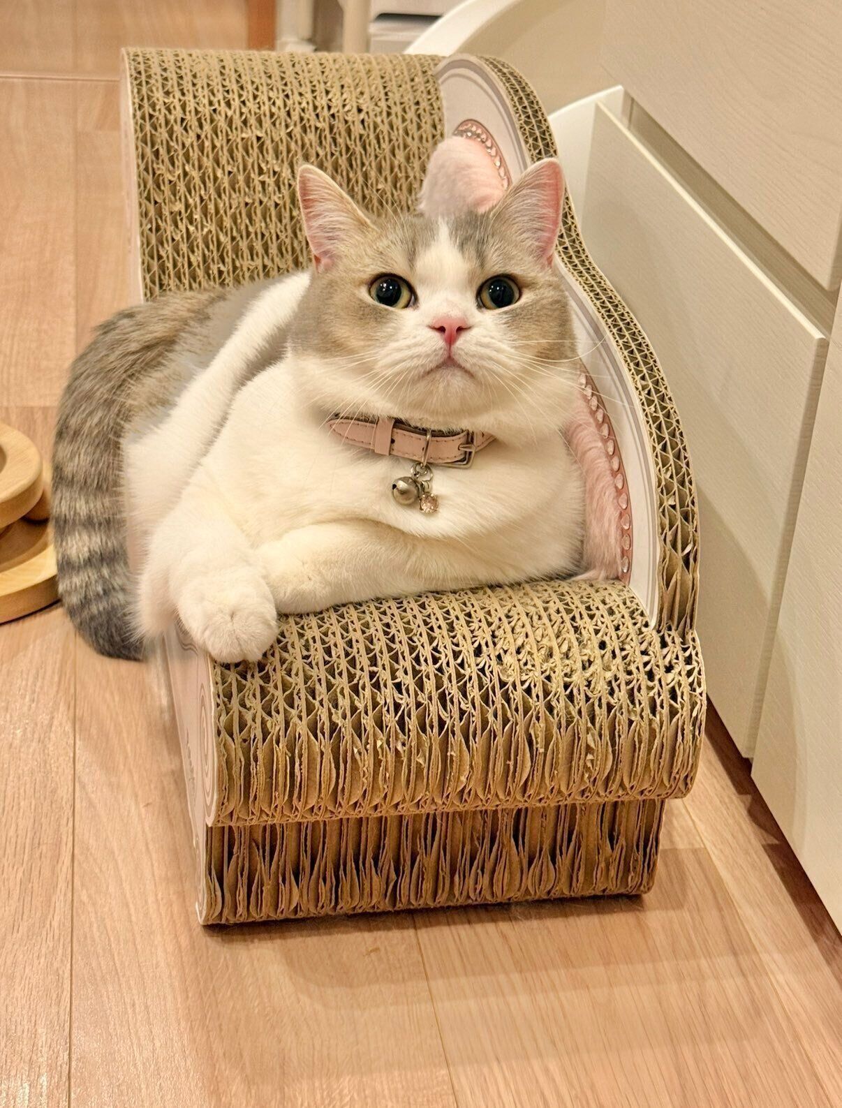 成長後の様子　「爪とぎからはみ出るほどしっかり育ってくれました」と飼い主さんが