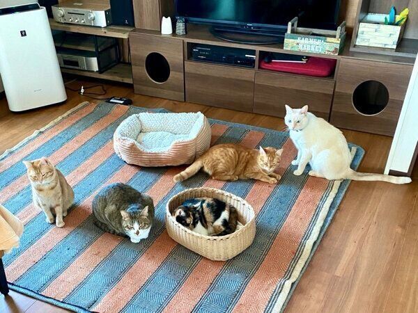 ふくてん@猫垢さん家の猫ちゃんたち