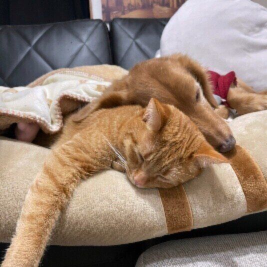 ココちゃんとケンケンちゃん