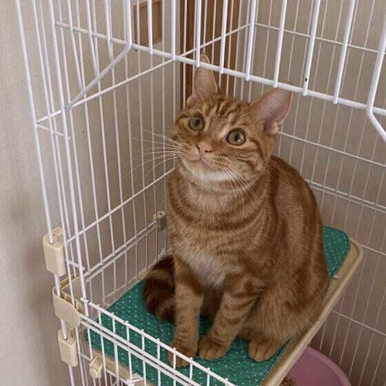 ケージで座るアメリカンショートヘア