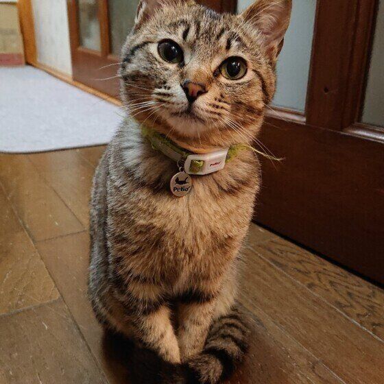 MIXサバトラのみーこちゃん