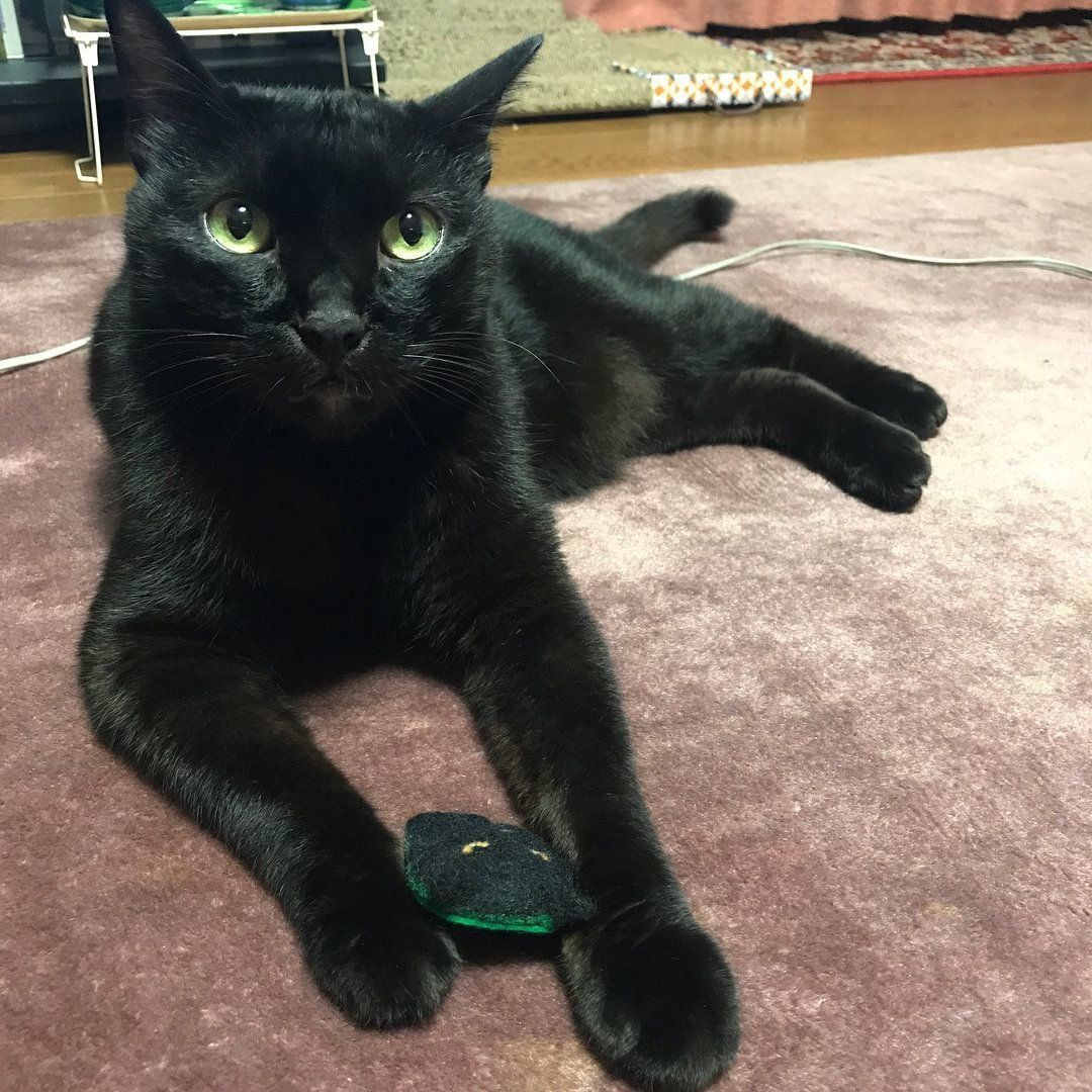 看板猫のちもちゃん