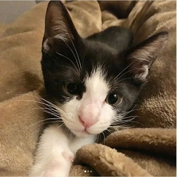 バンザイニャンコ