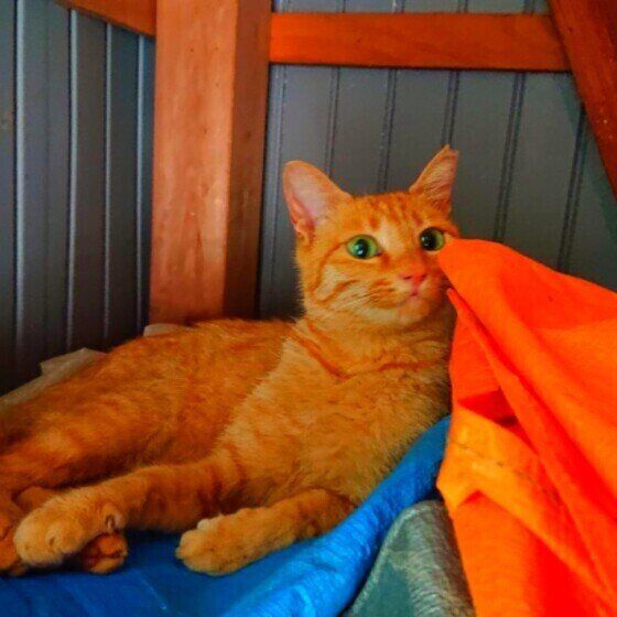 茶トラ　ソラ　避難