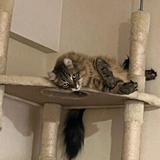 アメリカンカールのももちゃん